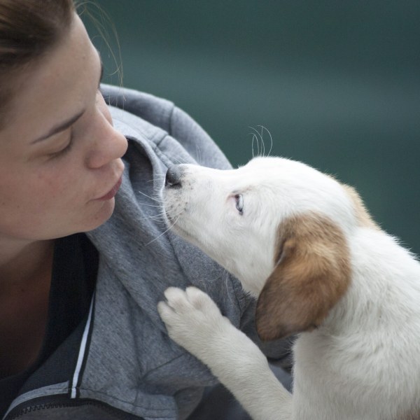 Web Development Service for Pet Sitters, (US)